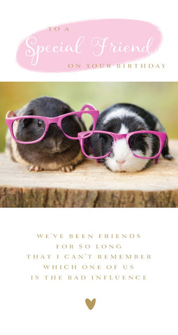 Friend Guinea Pig